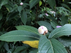 Hydrangea longifolia