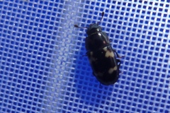 Glischrochilus quadriguttatus