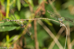 Erpetogomphus eutainia