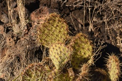 Opuntia arizonica