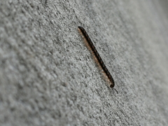 Helicorthomorpha holstii