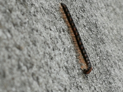 Helicorthomorpha holstii