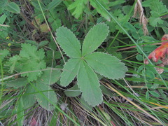 Potentilla brachypetala