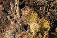 Opuntia arizonica