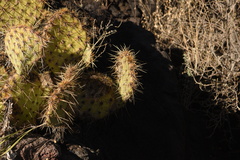Opuntia arizonica