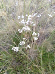 Gypsophila fastigiata