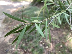 Callistemon