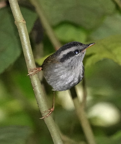 Javan Tesia (Tesia superciliaris), photo 7