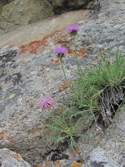 Jurinea coronopifolia