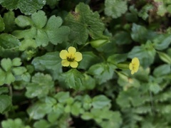 Erythranthe nepalensis