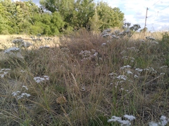 Gypsophila fastigiata