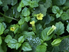 Erythranthe nepalensis