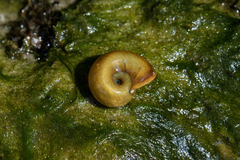 Planorbarius corneus