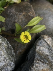 Erythranthe nepalensis