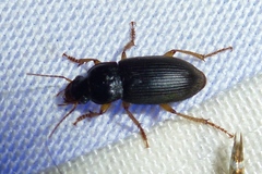 Harpalus griseus