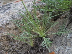 Jurinea coronopifolia