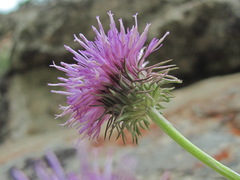 Jurinea coronopifolia