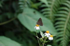 Deudorix epijarbas menesicles