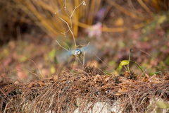 Cyanistes caeruleus
