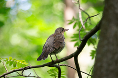 Turdus pilaris