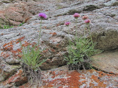 Jurinea coronopifolia