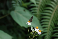 Deudorix epijarbas menesicles