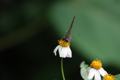 Deudorix epijarbas menesicles