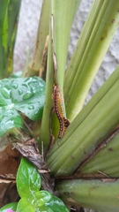 Helicorthomorpha holstii