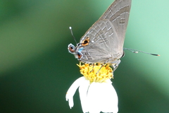 Deudorix epijarbas menesicles