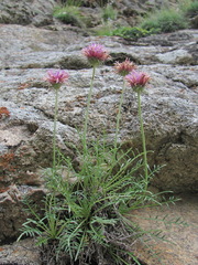 Jurinea coronopifolia