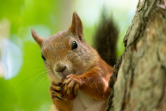 Sciurus vulgaris