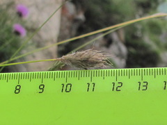 Alopecurus glacialis