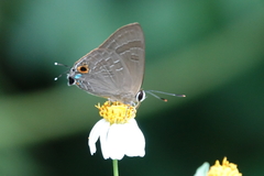 Deudorix epijarbas menesicles