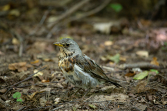 Turdus pilaris