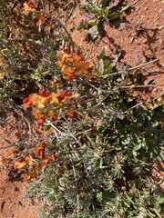 Swainsona stipularis