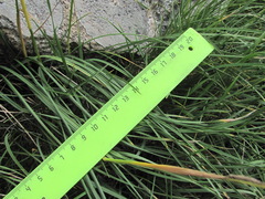 Alopecurus glacialis
