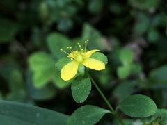 Hypericum taihezanense