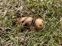 Lycoperdon dermoxanthum