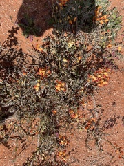 Swainsona stipularis