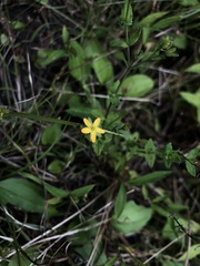 Hypericum taihezanense