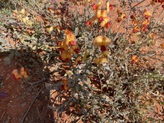 Swainsona stipularis