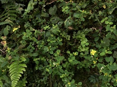 Hypericum taihezanense