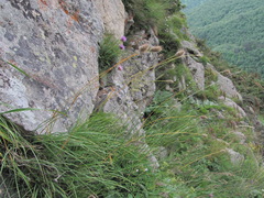 Alopecurus glacialis