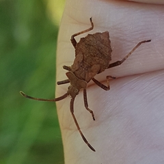 Coreus marginatus