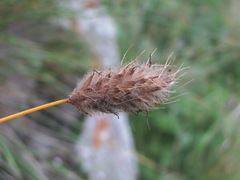 Alopecurus glacialis