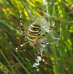 Argiope bruennichi