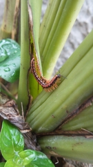 Helicorthomorpha holstii