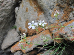 Gypsophila tenuifolia