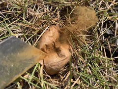 Lycoperdon dermoxanthum