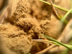 Lycoperdon dermoxanthum
